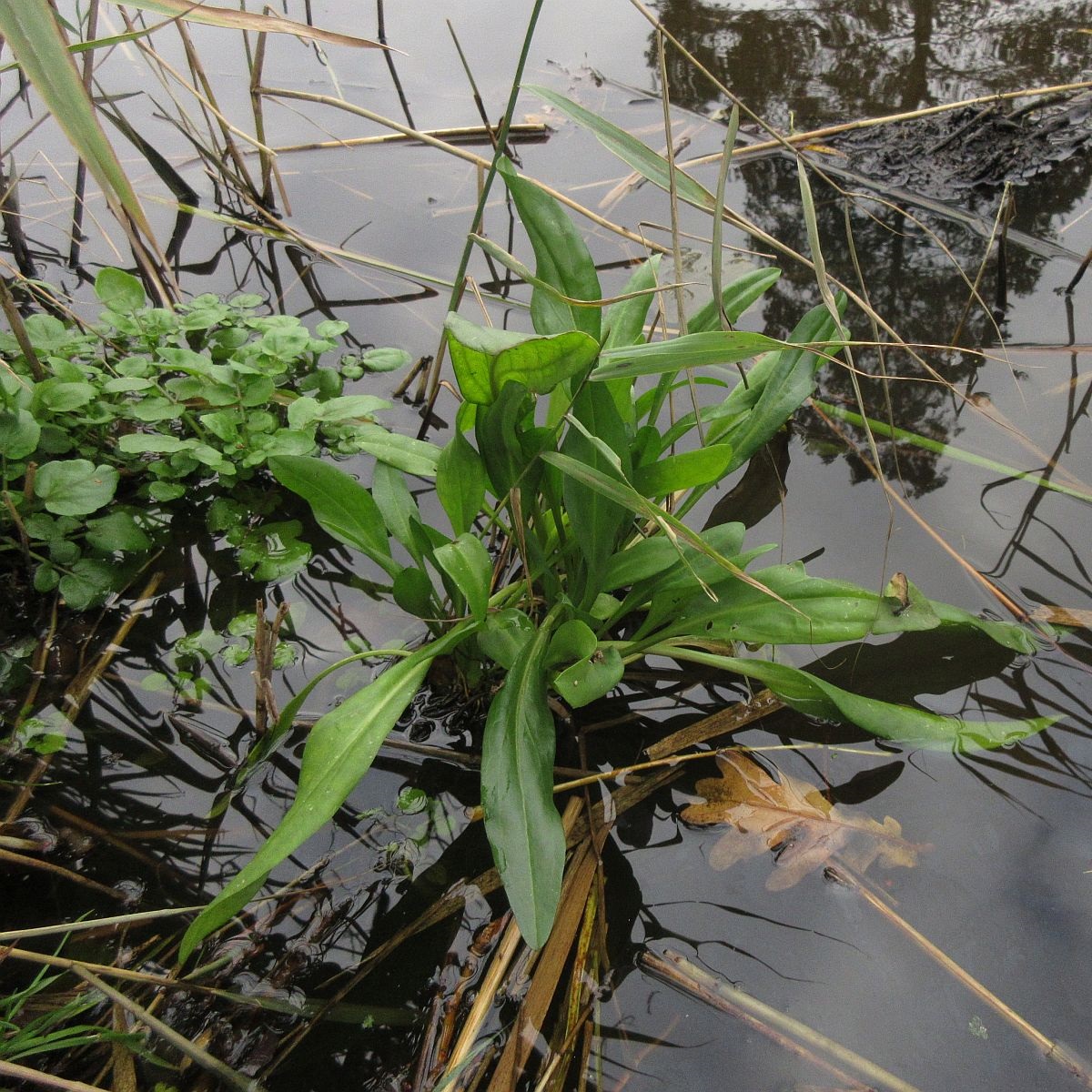 Tripolium pannonicum (door Hanneke Waller)