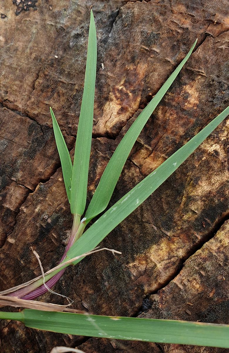 Agrostis stolonifera (door Hanneke Waller)