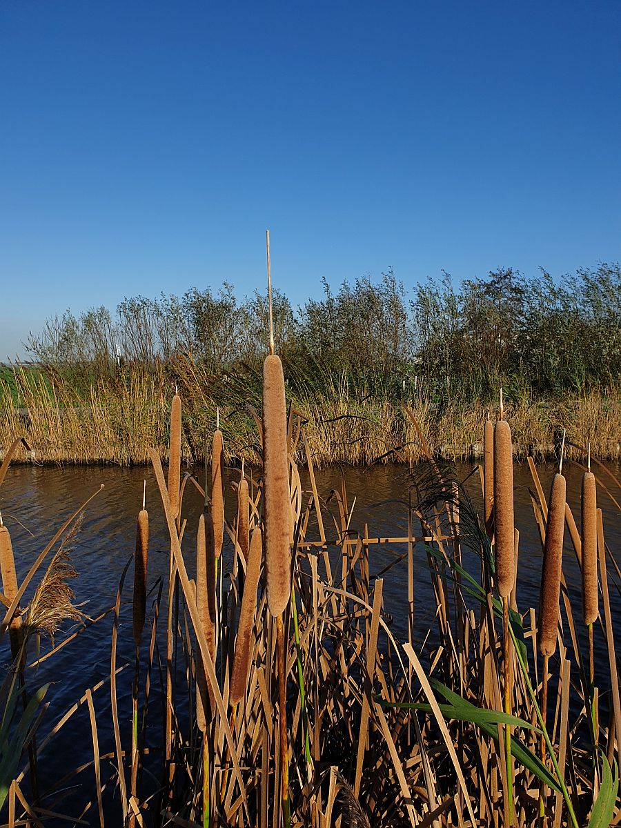 Typha x glauca (door Hanneke Waller)