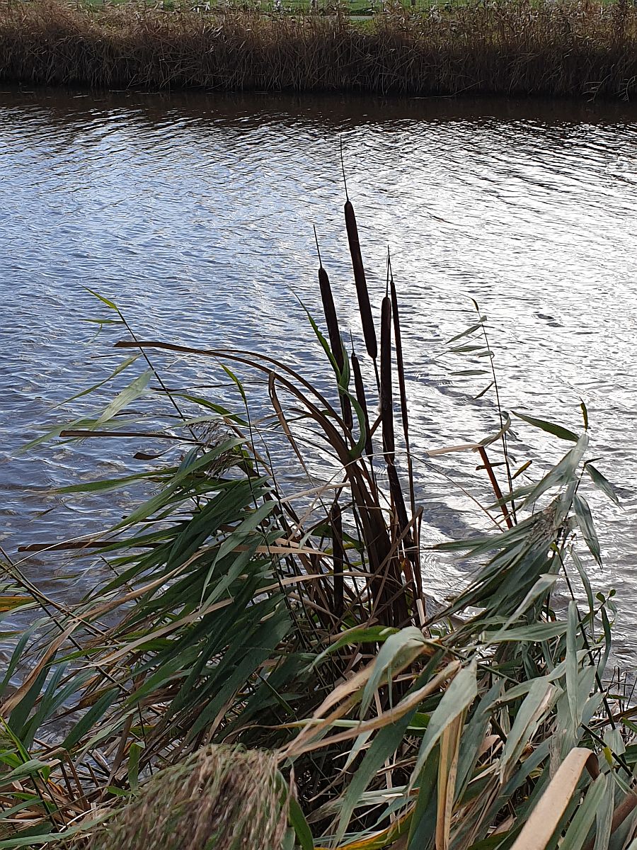 Typha x glauca (door Hanneke Waller)