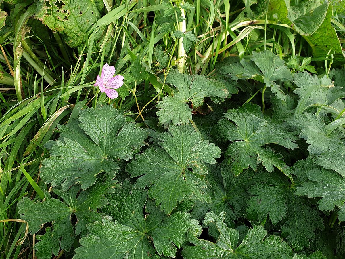 Geranium x oxonianum (door Hanneke Waller)