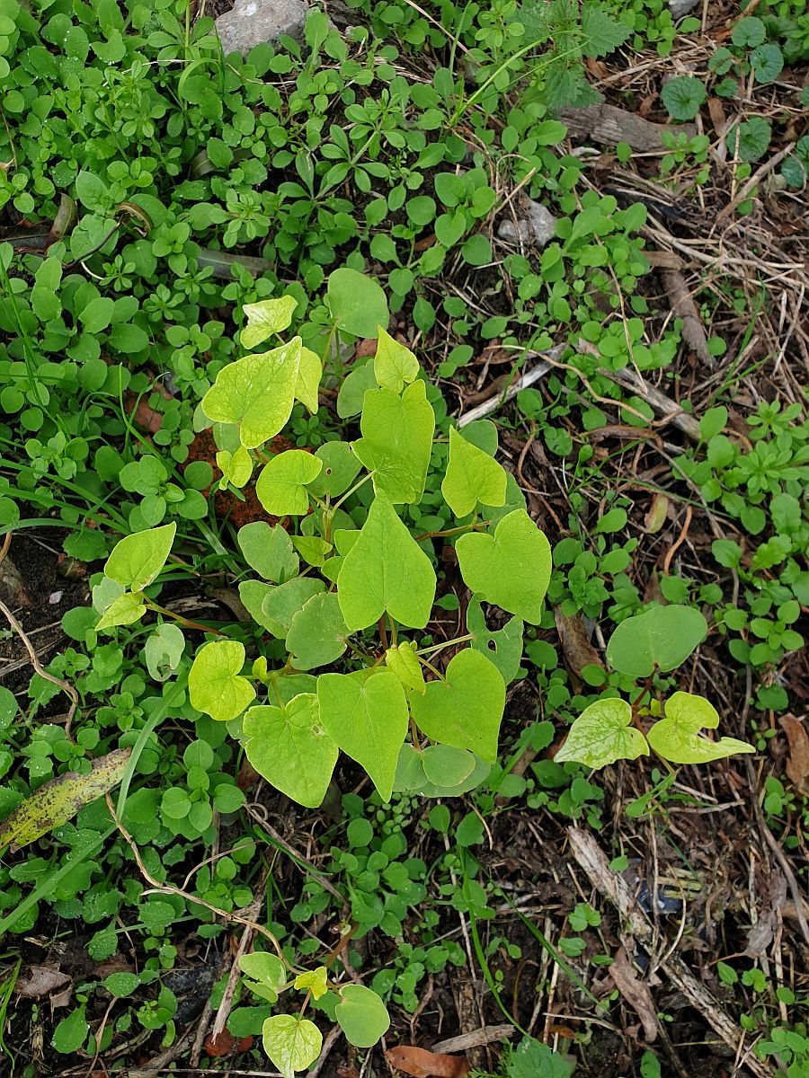 Fagopyrum esculentum (door Hanneke Waller)