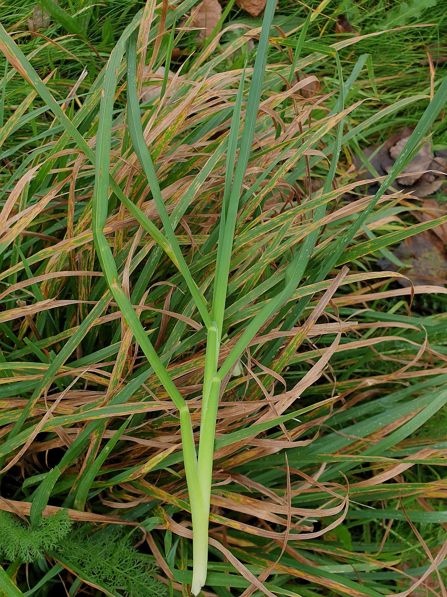 Dactylis glomerata subsp. glomerata (door Hanneke Waller)