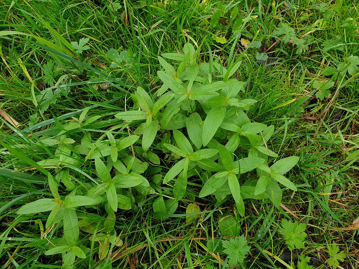 Lythrum salicaria (door Hanneke Waller)