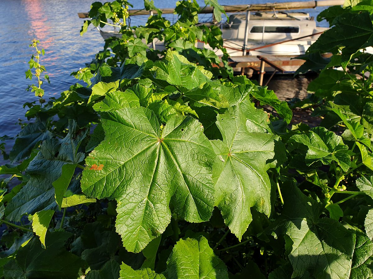 Malva verticillata (door Hanneke Waller)