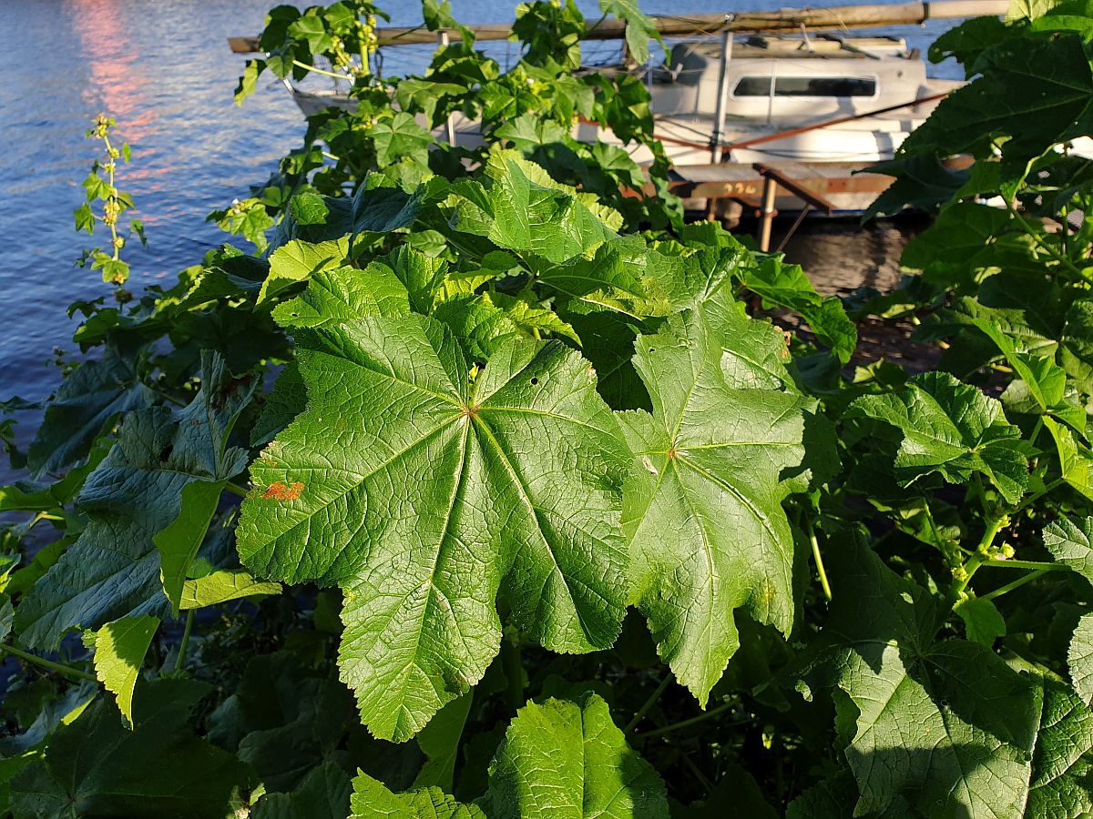 Malva verticillata (door Hanneke Waller)