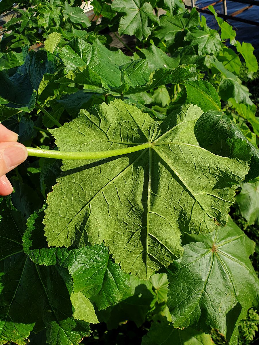 Malva verticillata (door Hanneke Waller)