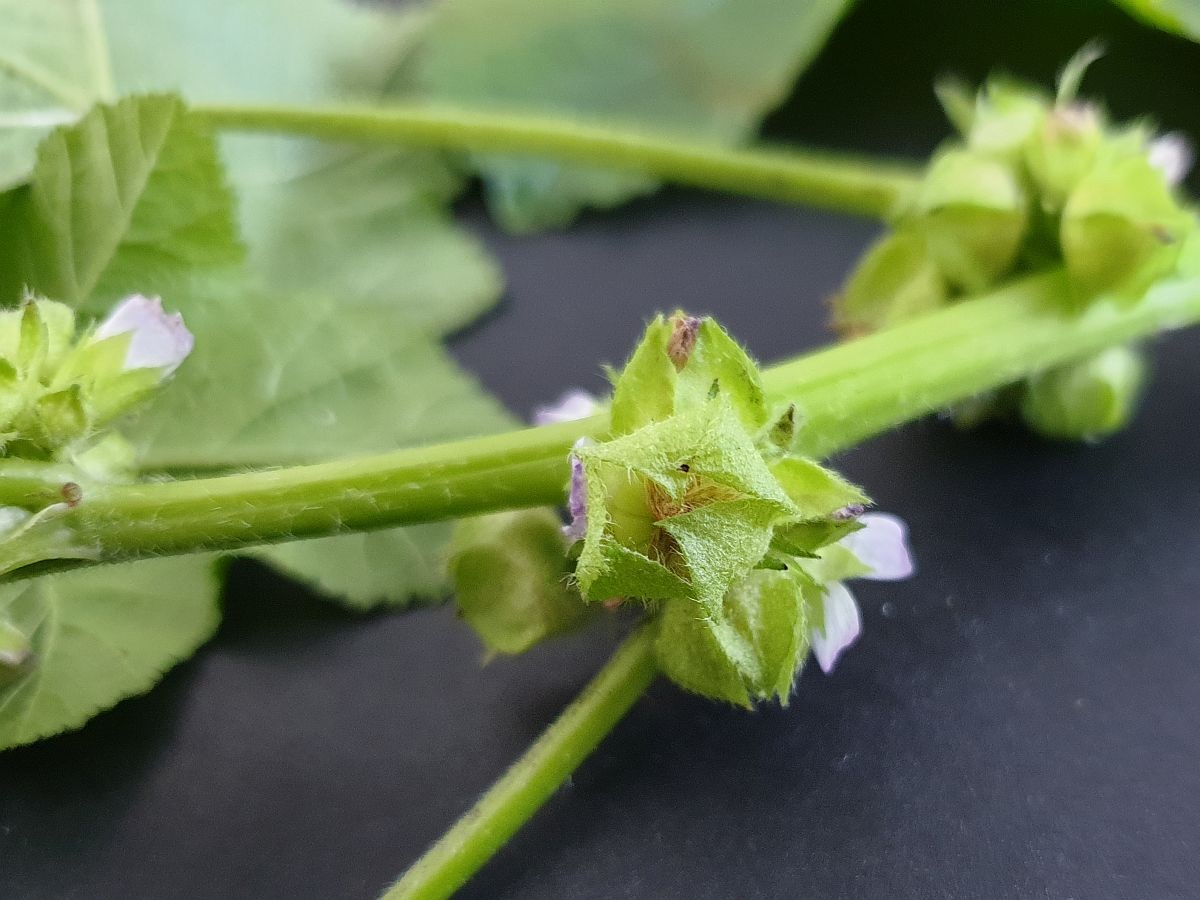 Malva verticillata (door Hanneke Waller)