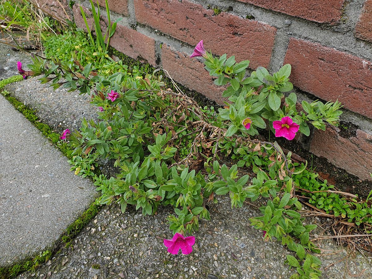 Calibrachoa parviflora (door Hanneke Waller)