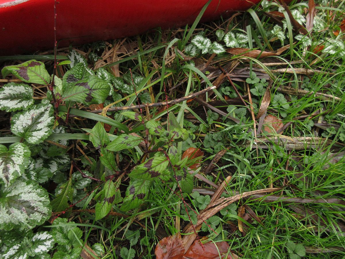 Persicaria virginiana (door Hanneke Waller)