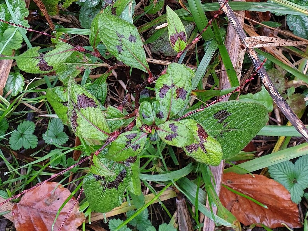 Persicaria virginiana (door Hanneke Waller)