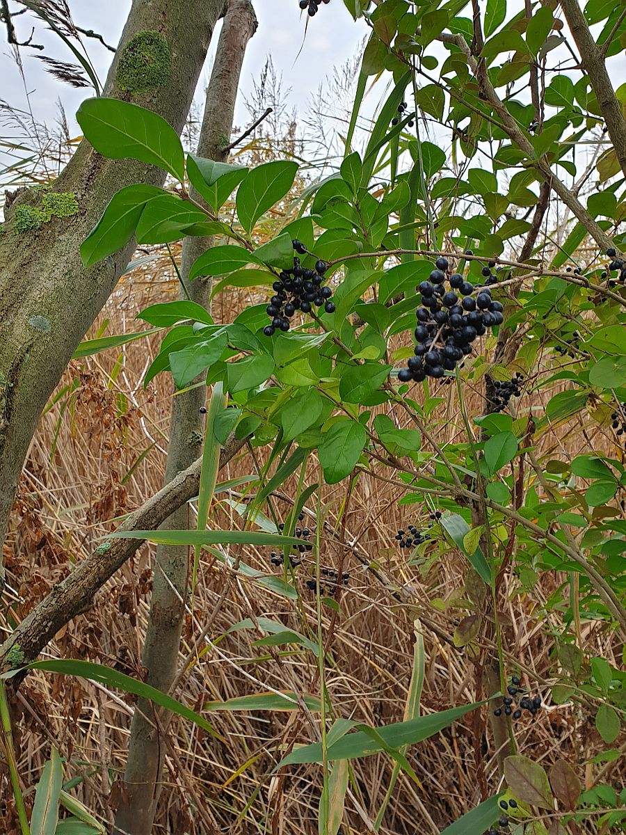 Ligustrum ovalifolium (door Hanneke Waller)