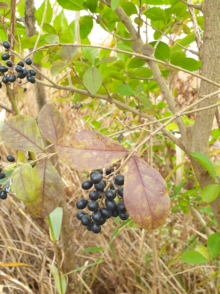 Ligustrum ovalifolium (door Hanneke Waller)