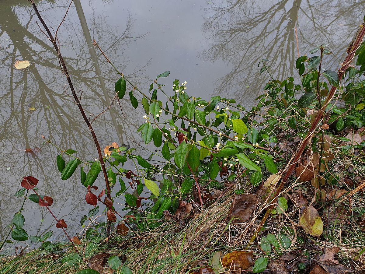 Euonymus fortunei (door Hanneke Waller)