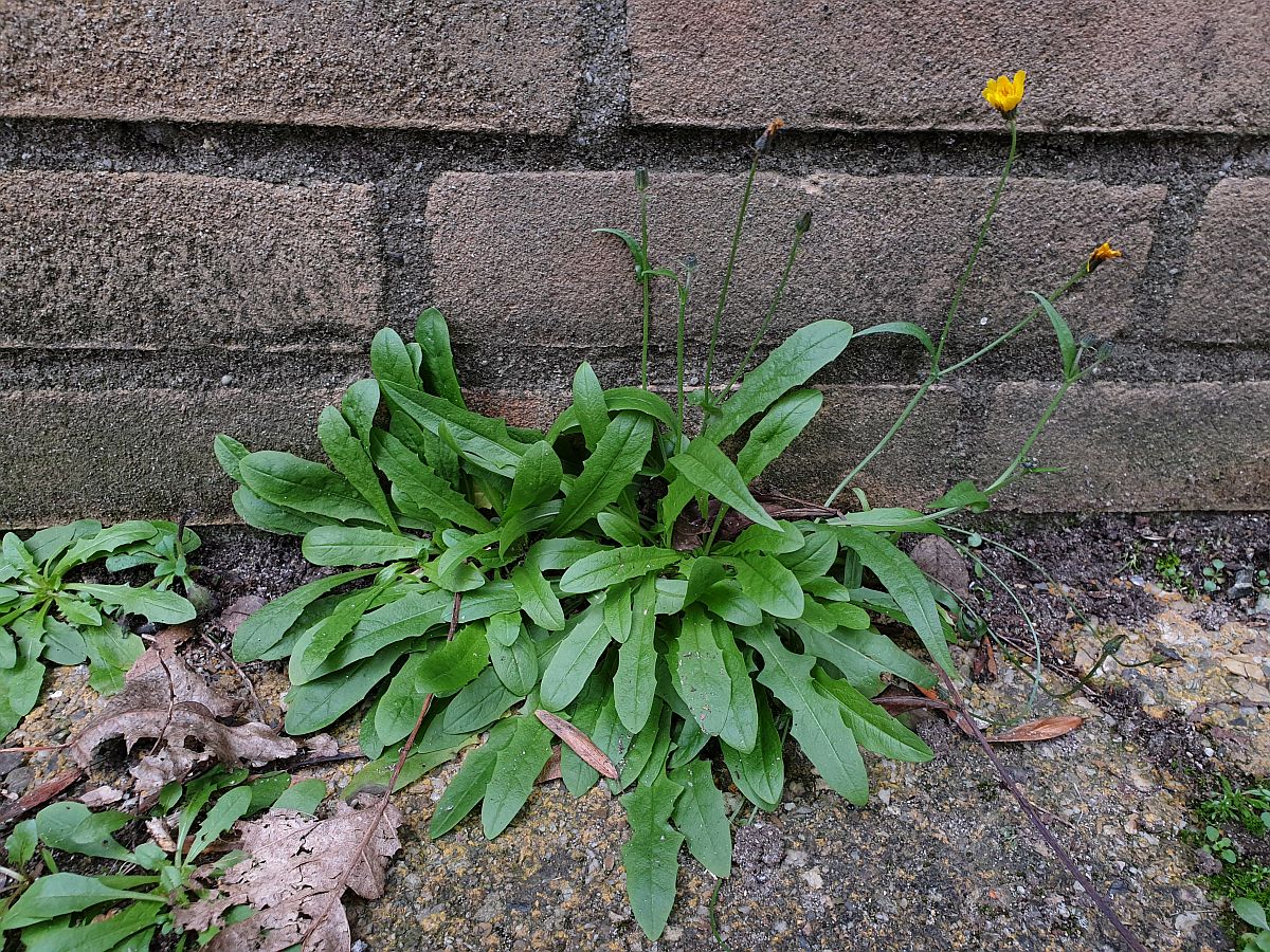 Crepis capillaris (door Hanneke Waller)