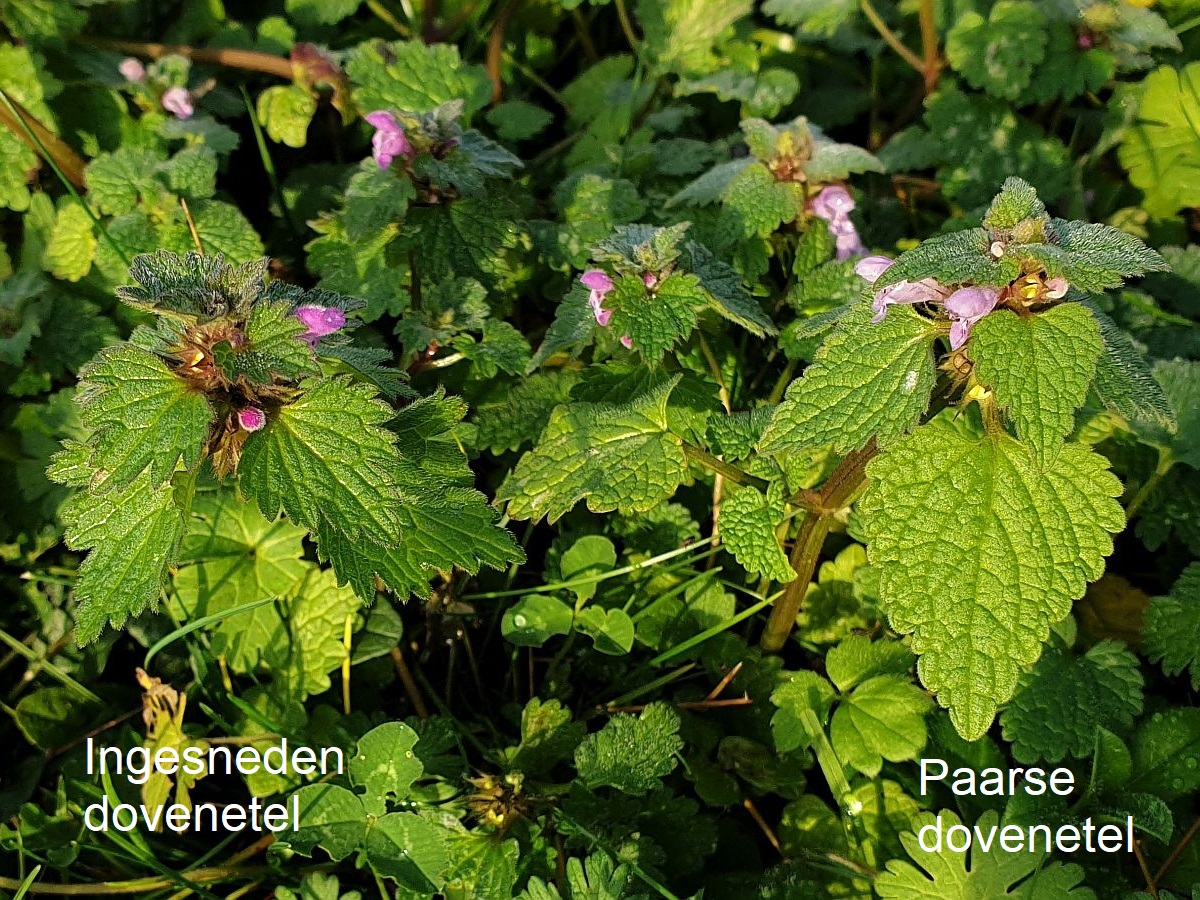 Lamium hybridum (door Hanneke Waller)