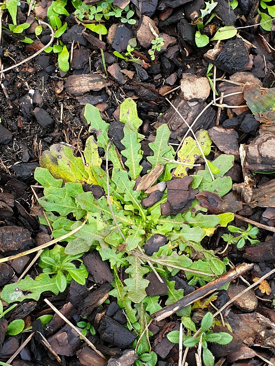 Leontodon saxatilis (door Hanneke Waller)