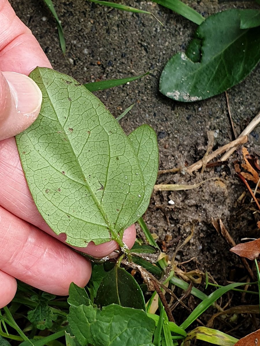 Lonicera japonica (door Hanneke Waller)