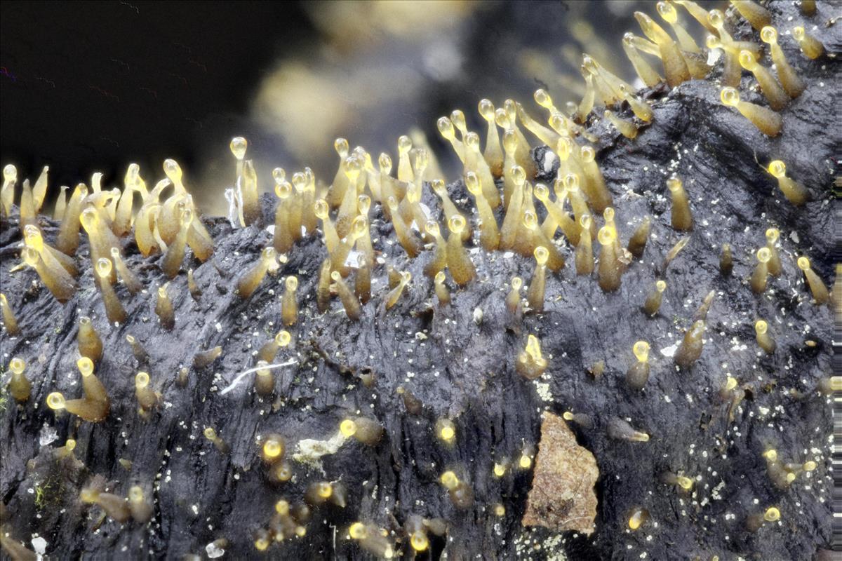 Eleutheromyces pseudosubulatus (door Alex Konig)