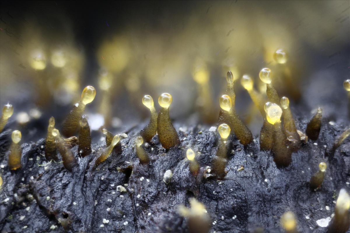 Eleutheromyces pseudosubulatus (door Alex Konig)