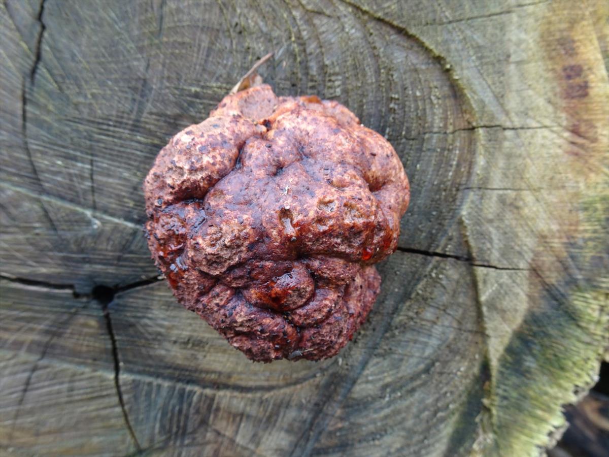 Fistulina hepatica (door Peter Hauwert)