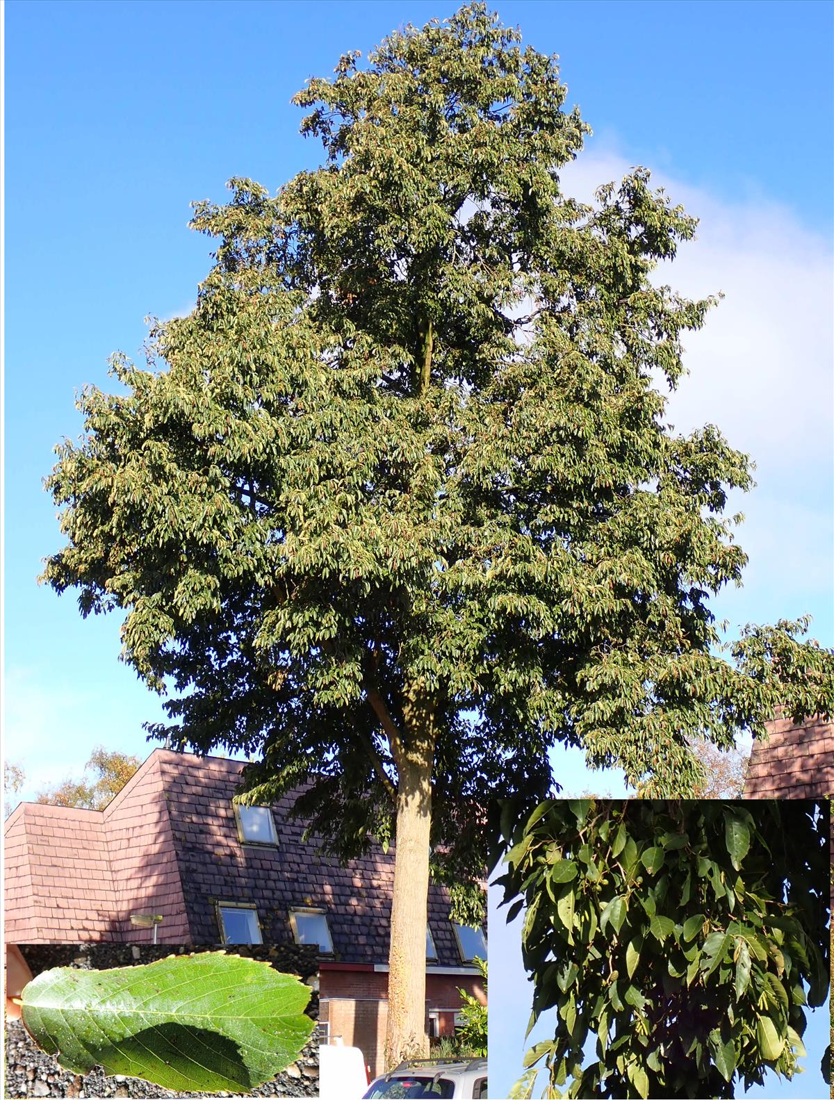 Alnus x spaethii (door Simon Pepping)