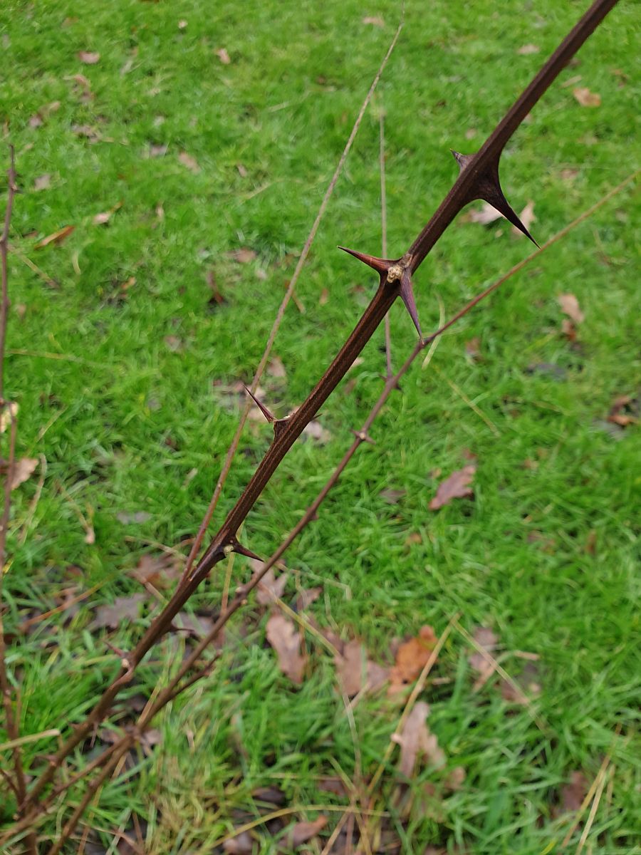 Robinia pseudoacacia (door Hanneke Waller)