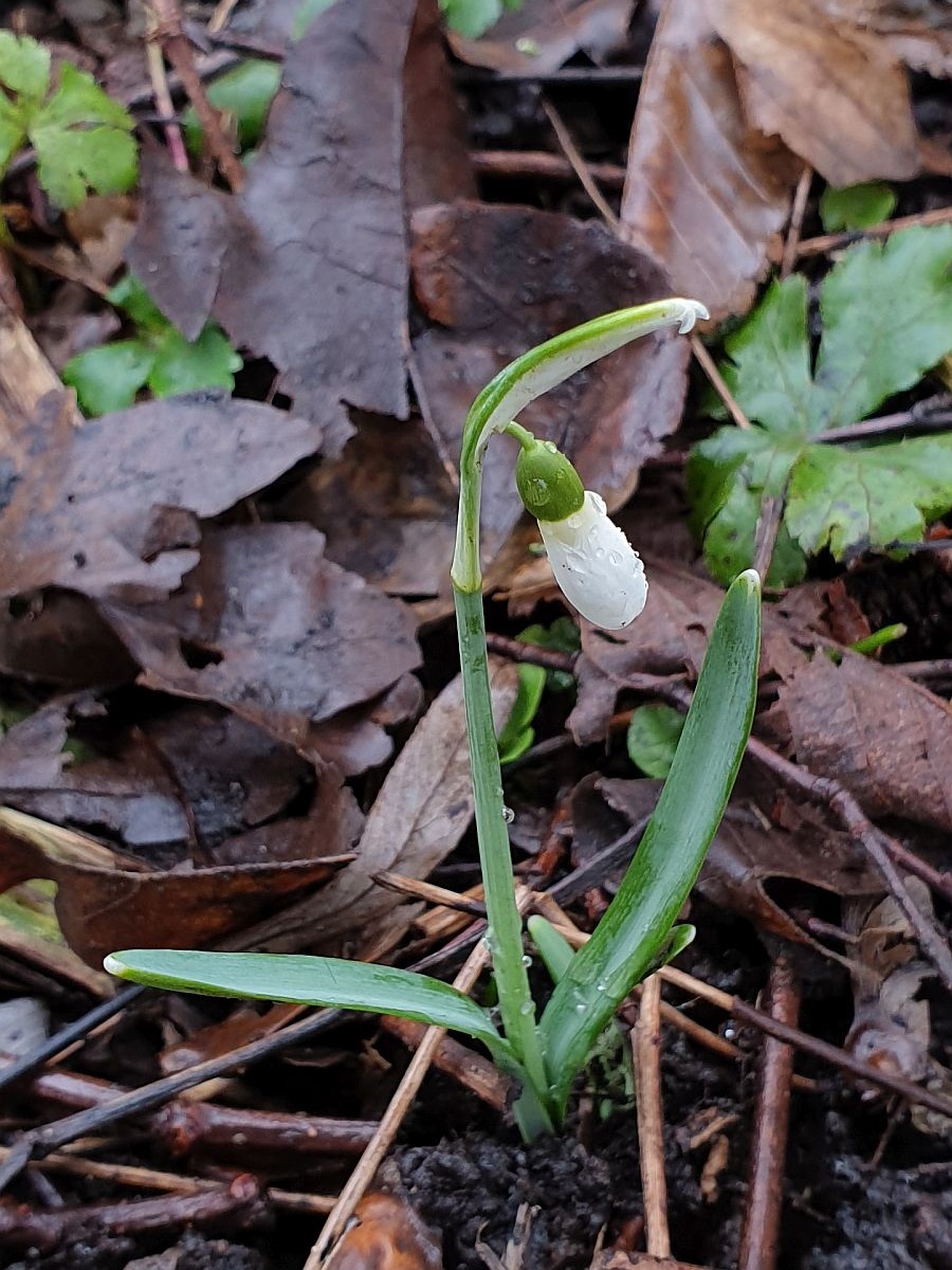 Galanthus nivalis (door Hanneke Waller)