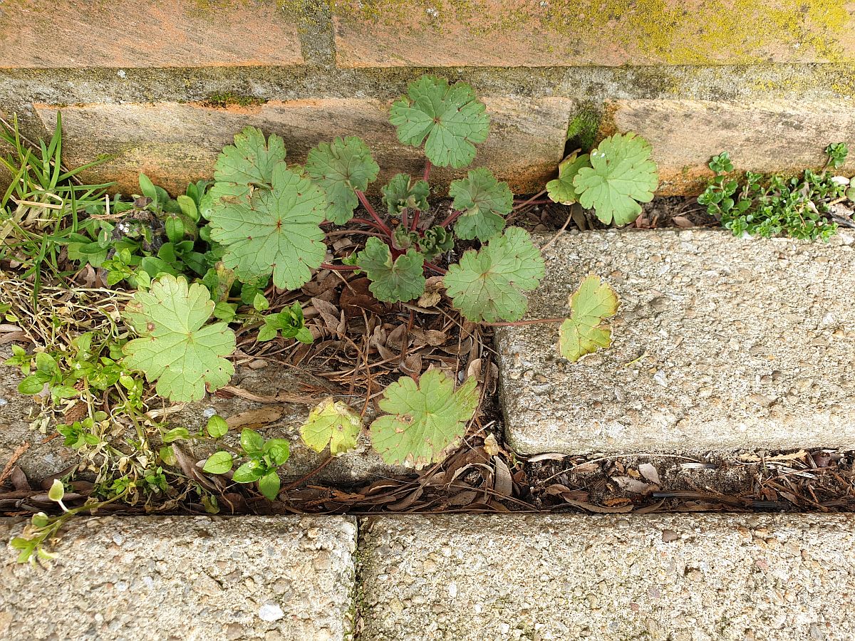 Geranium rotundifolium (door Hanneke Waller)