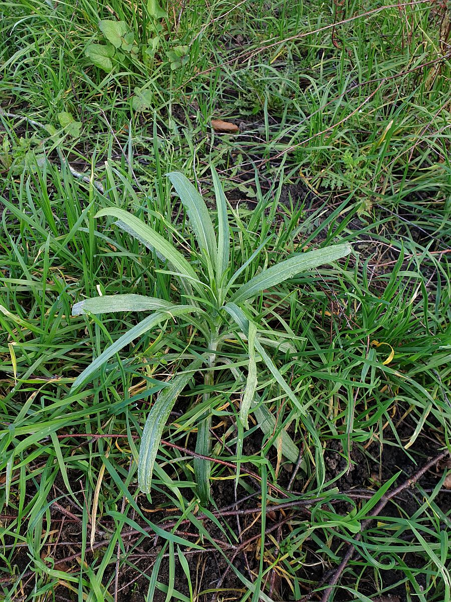 Centaurea cyanus (door Hanneke Waller)