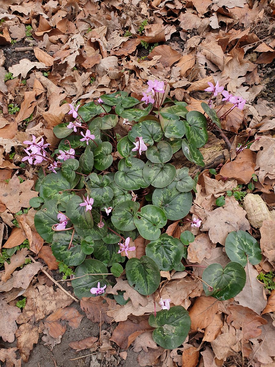 Cyclamen coum (door Hanneke Waller)