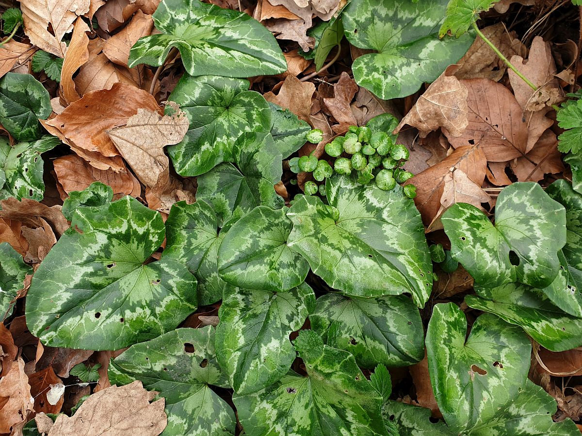 Cyclamen hederifolium (door Hanneke Waller)