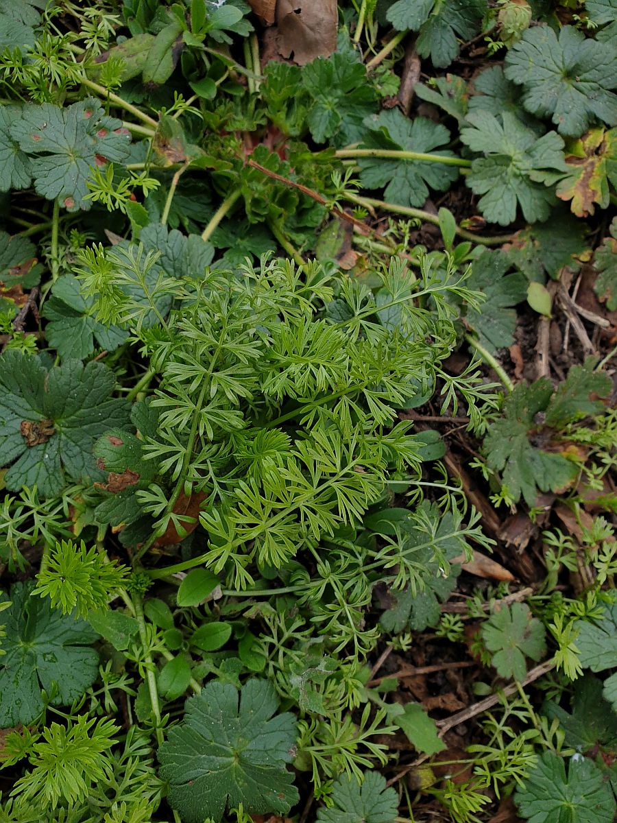 Nigella damascena (door Hanneke Waller)