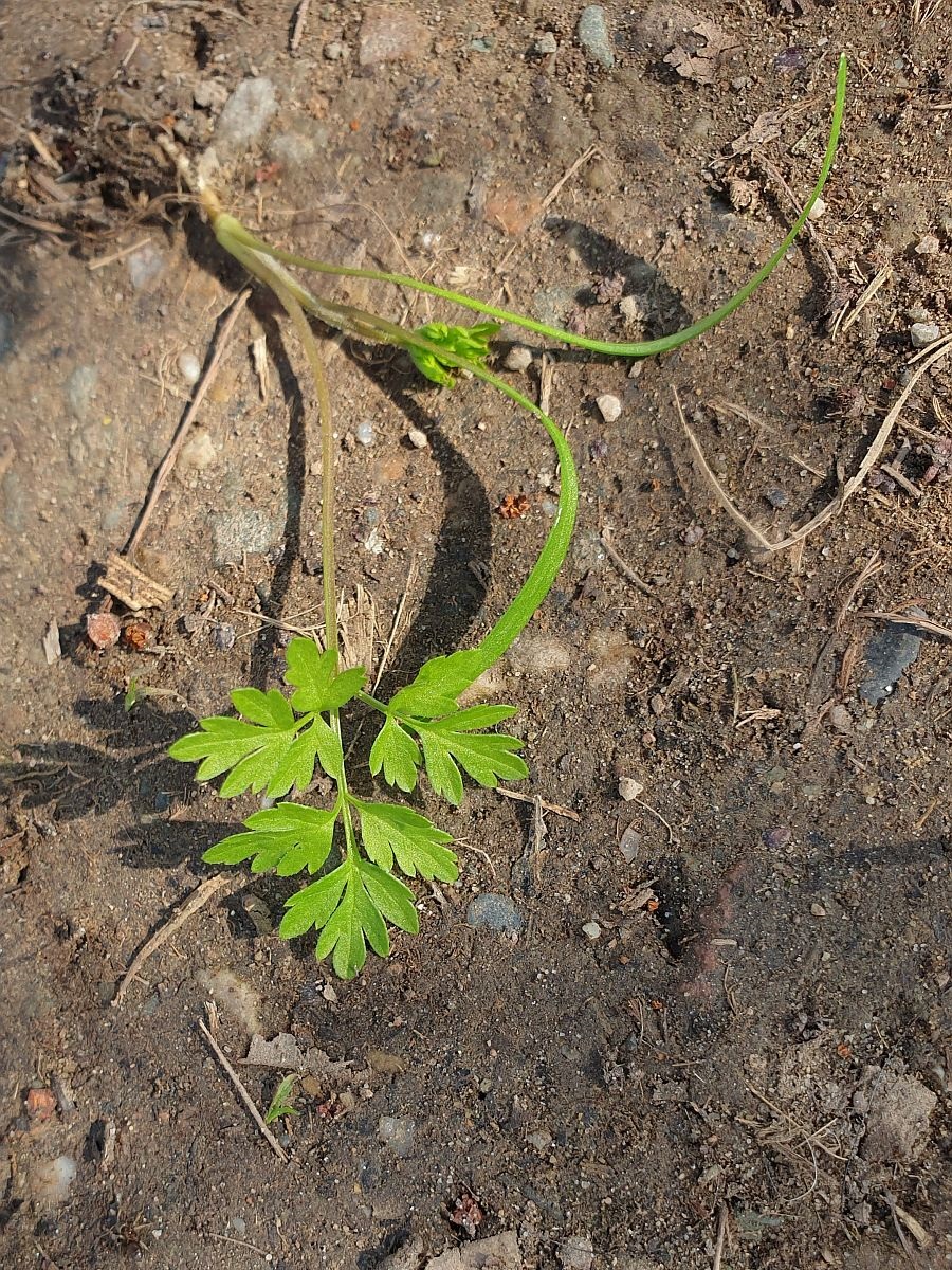 Anthriscus sylvestris (door Hanneke Waller)