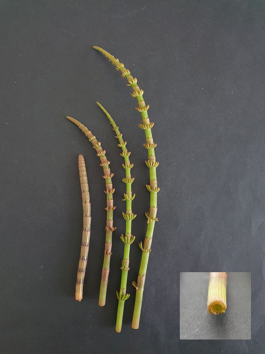 Equisetum fluviatile (door Hanneke Waller)