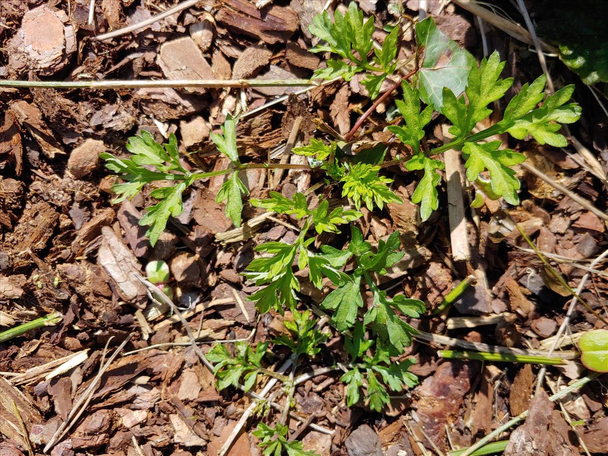 Artemisia verlotiorum (door Peter Wetzels)