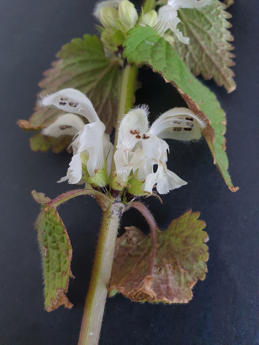 Lamium album (door Hanneke Waller)