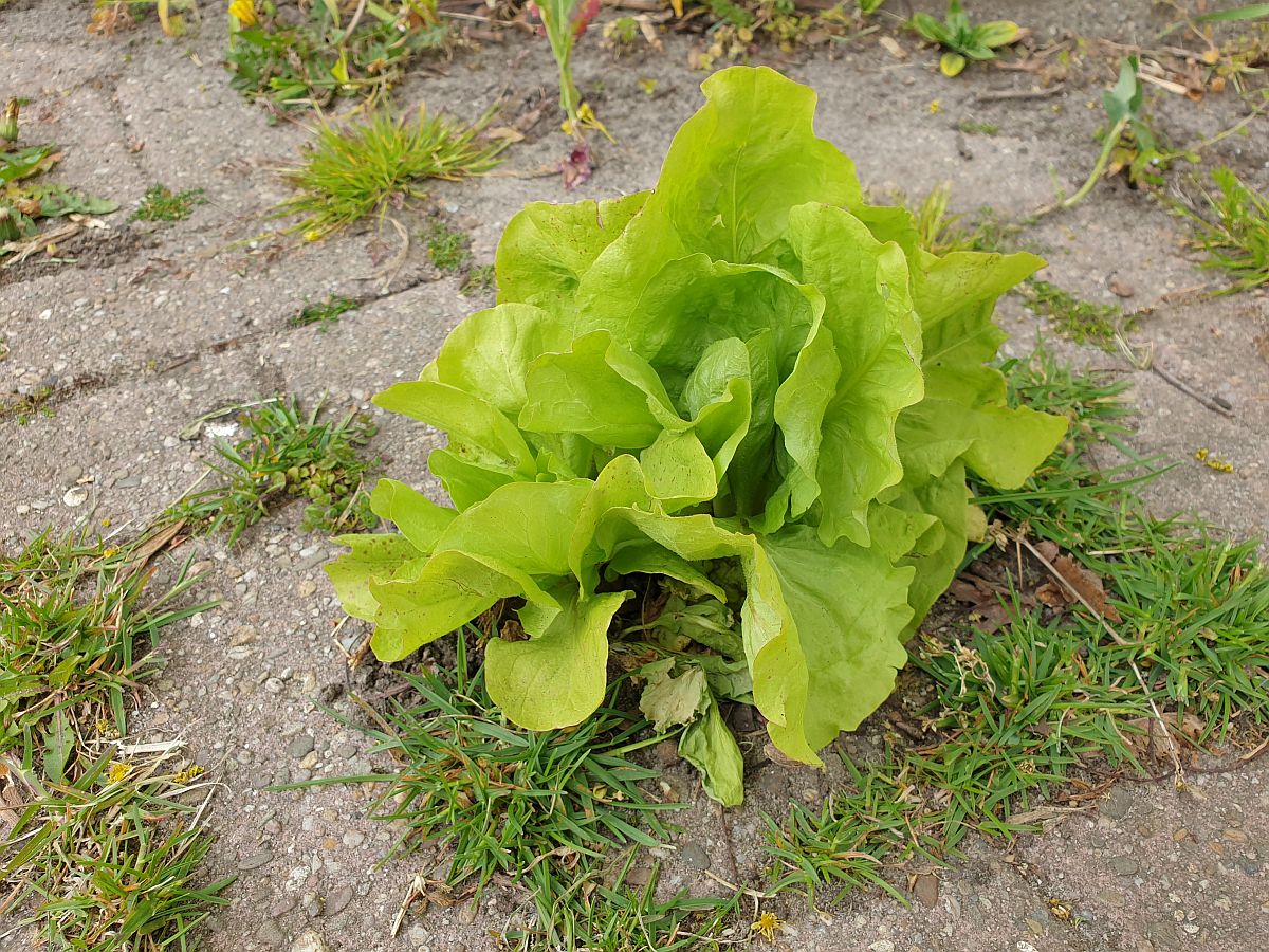 Lactuca sativa (door Hanneke Waller)