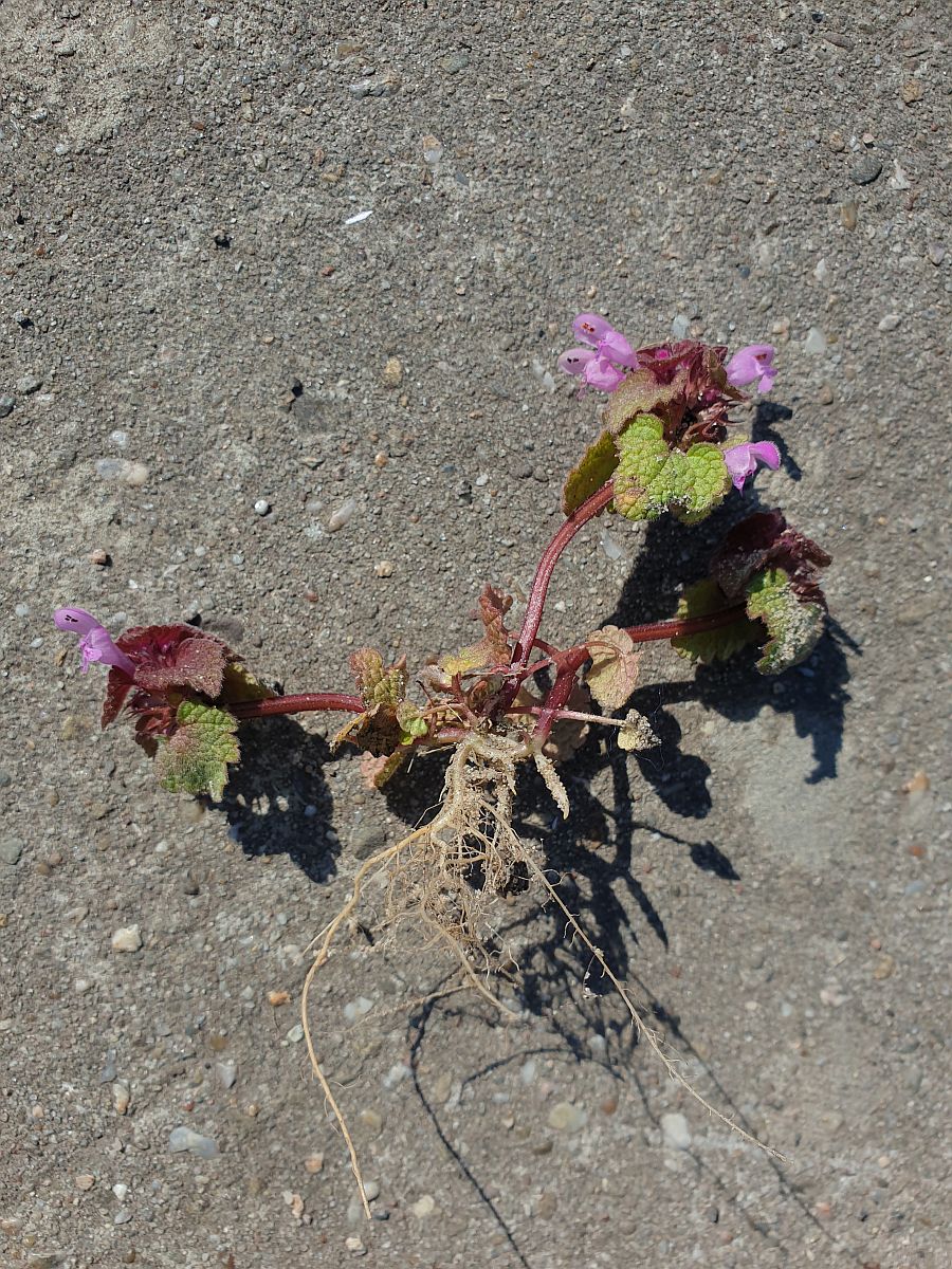 Lamium purpureum (door Hanneke Waller)