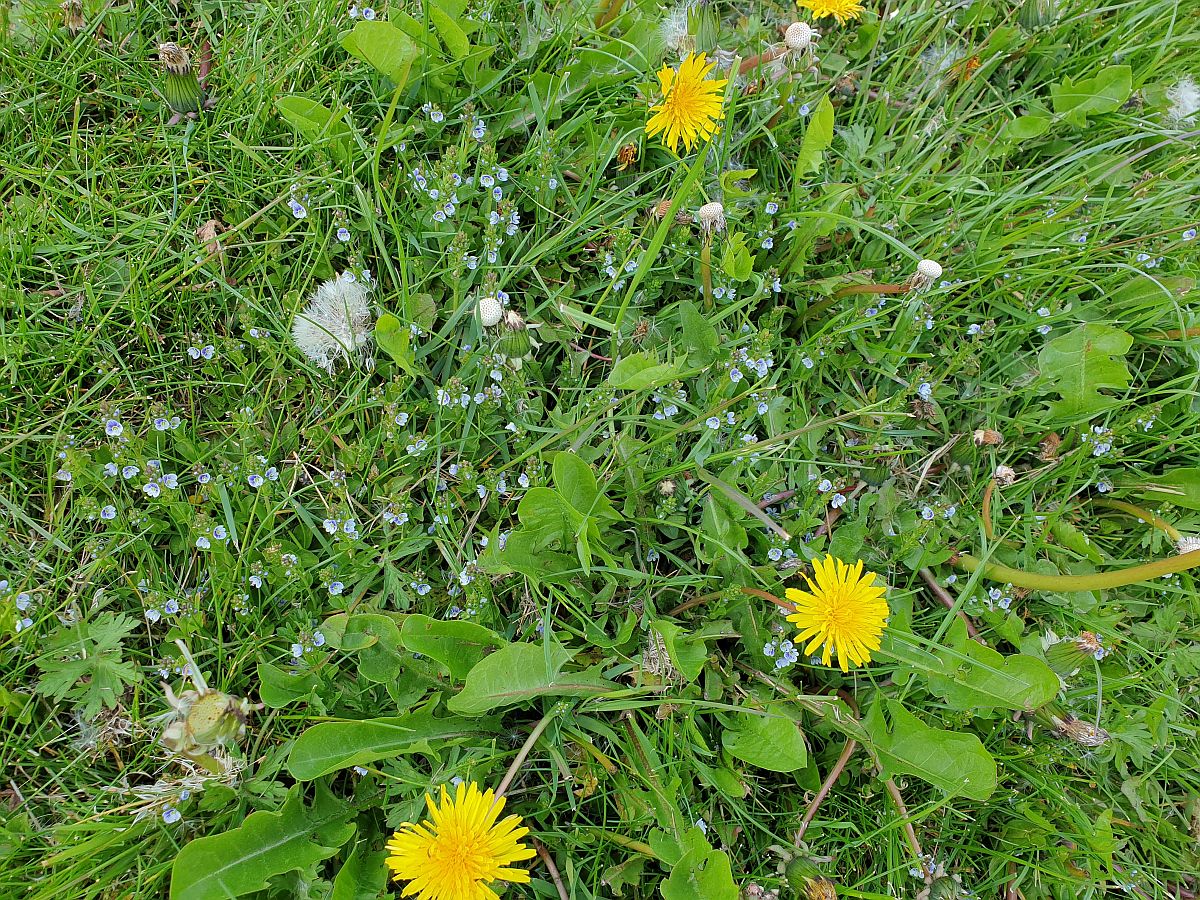 Veronica serpyllifolia (door Hanneke Waller)