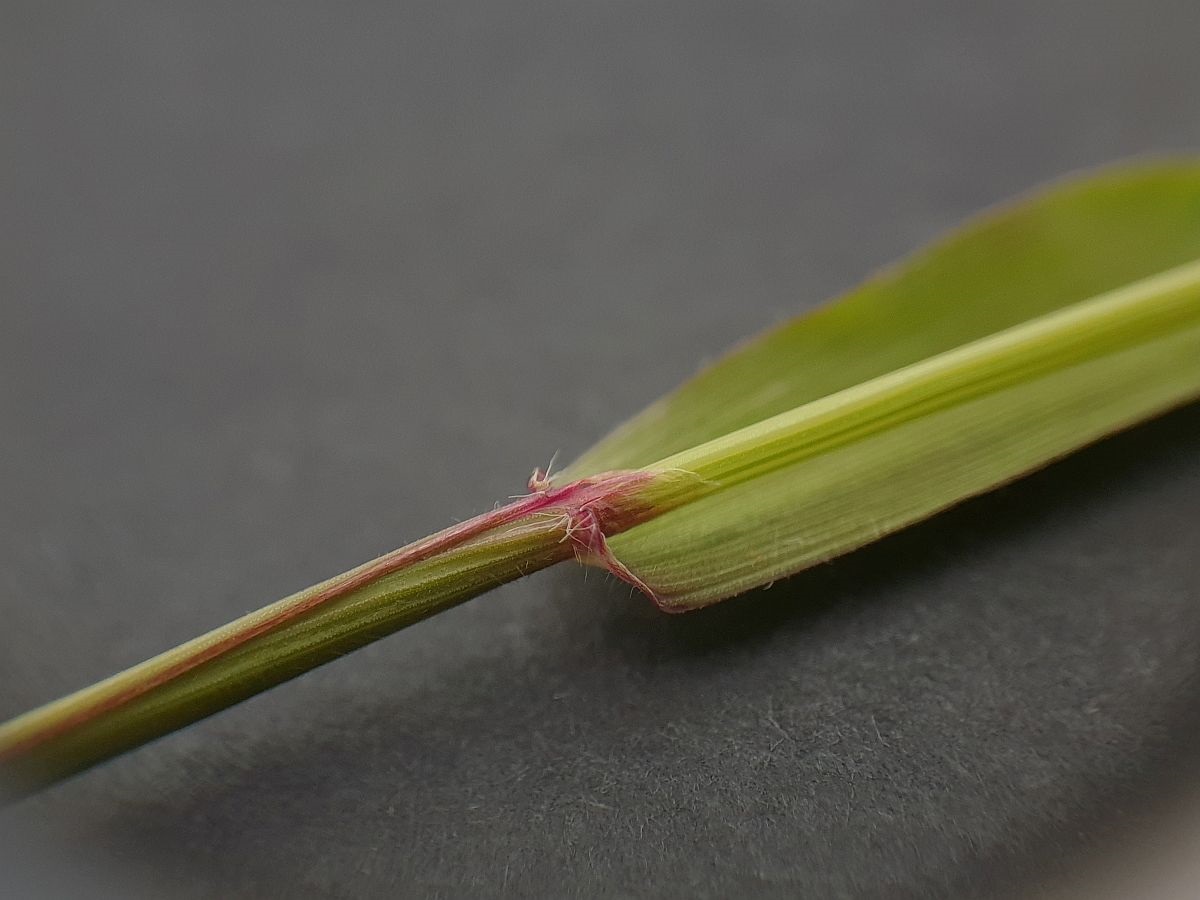 Anthoxanthum odoratum (door Hanneke Waller)