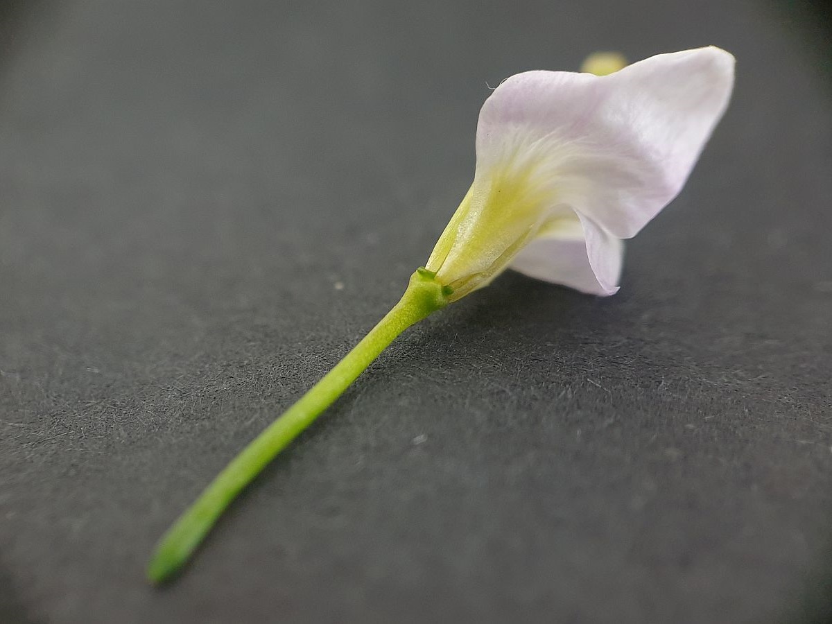 Cardamine pratensis (door Hanneke Waller)