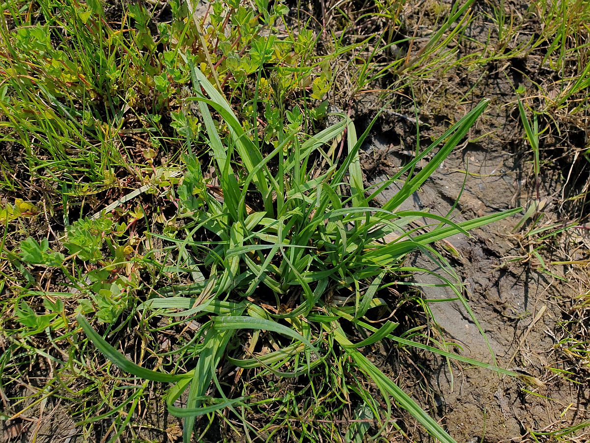 Carex otrubae (door Hanneke Waller)