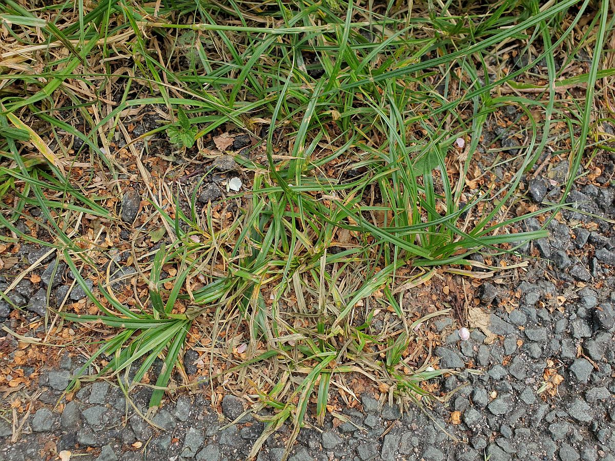 Carex hirta (door Hanneke Waller)