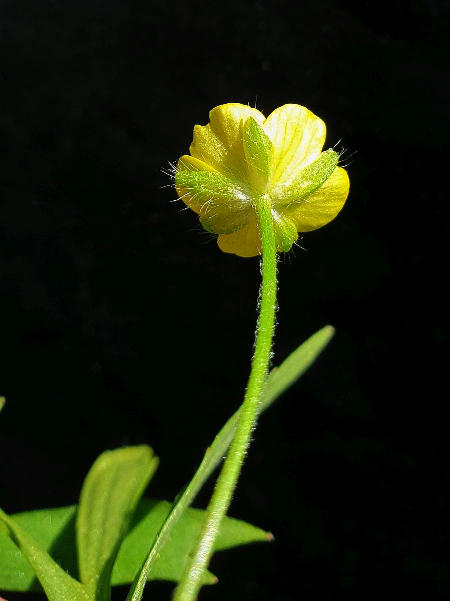 Ranunculus arvensis (door Hanneke Waller)