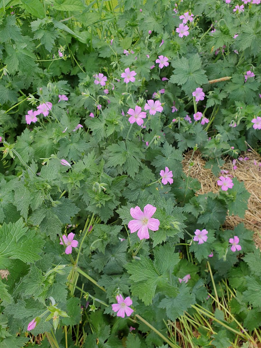 Geranium x oxonianum (door Hanneke Waller)