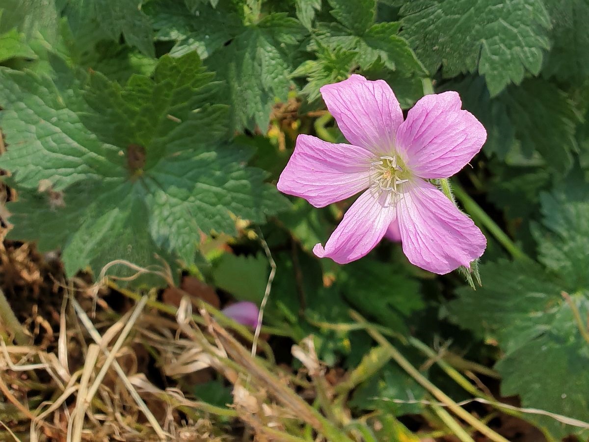 Geranium x oxonianum (door Hanneke Waller)