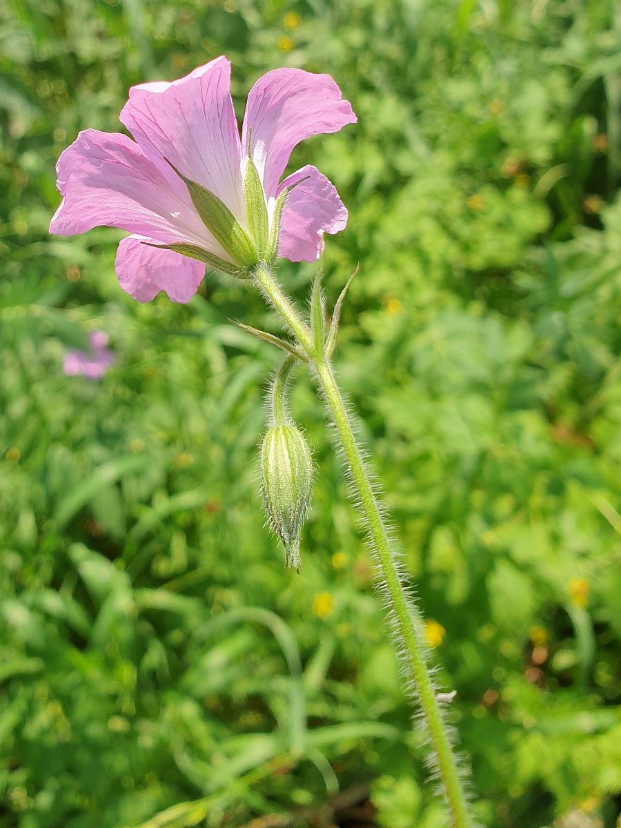 Geranium x oxonianum (door Hanneke Waller)