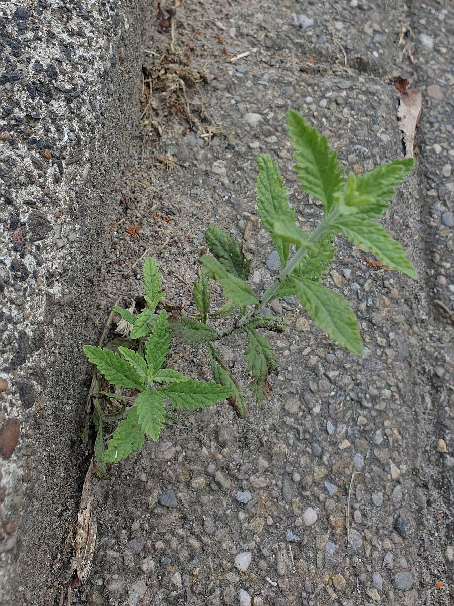 Perovskia atriplicifolia (door Hanneke Waller)