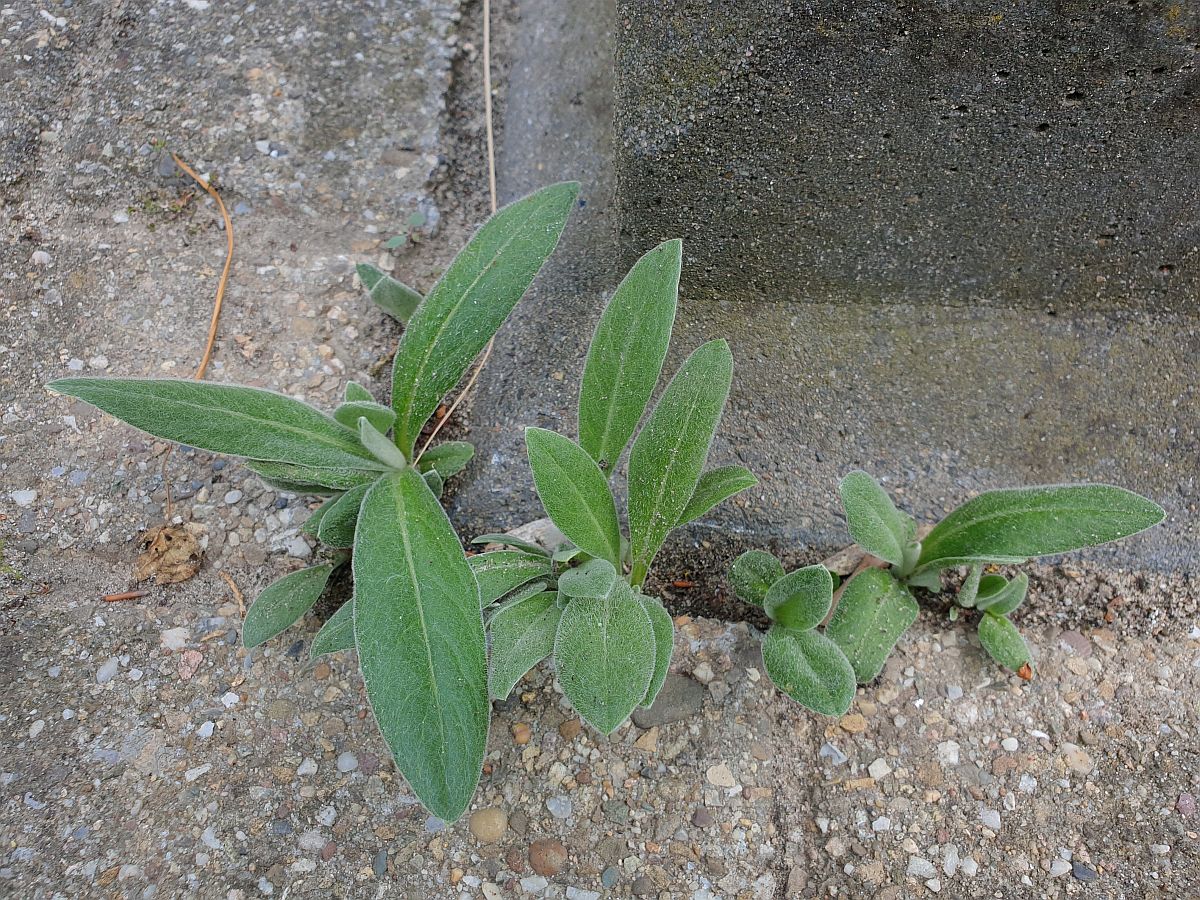 Centaurea montana (door Hanneke Waller)